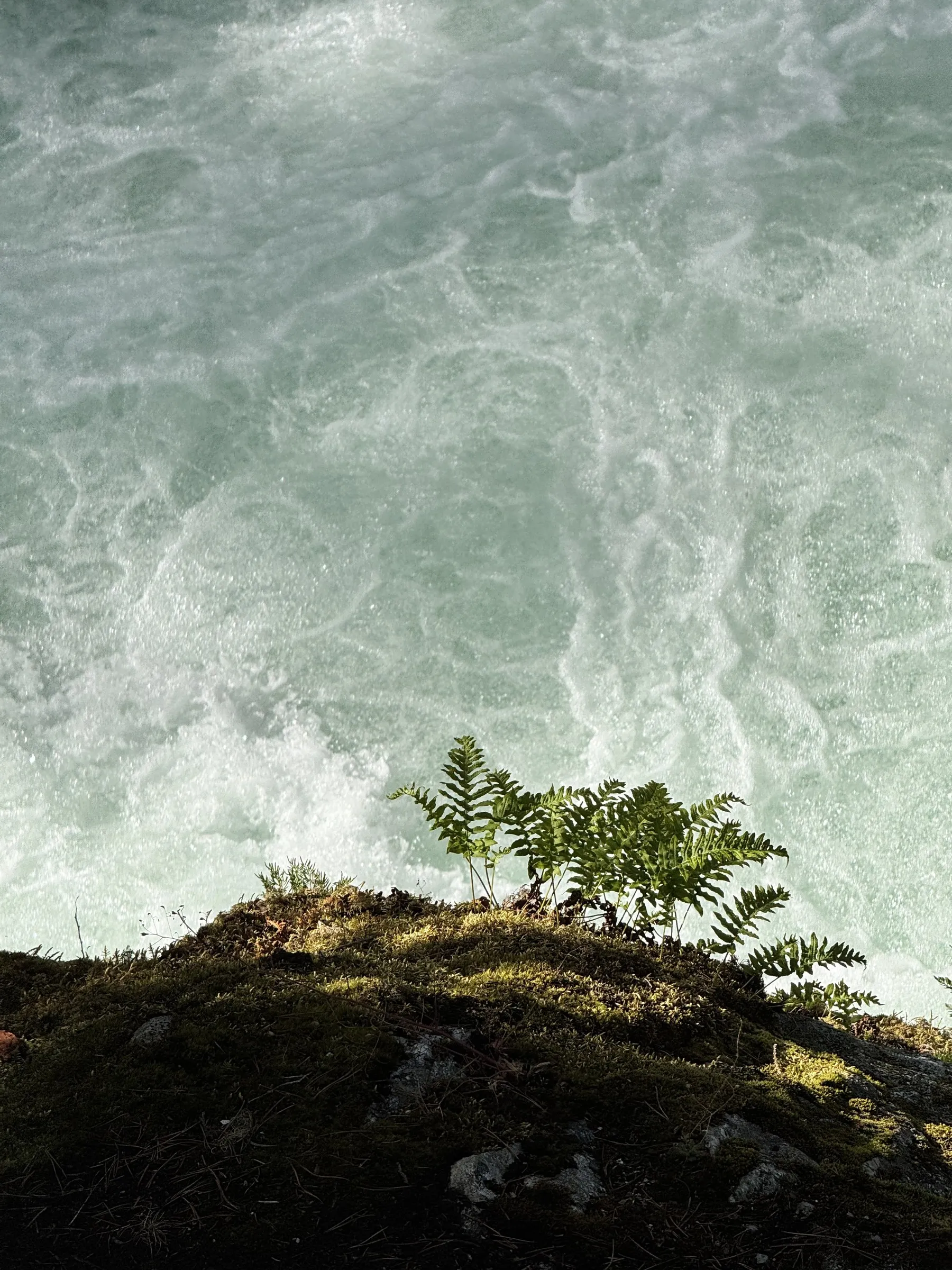 Ferns growing on a mossy rock outcrop with blurred water in the background.