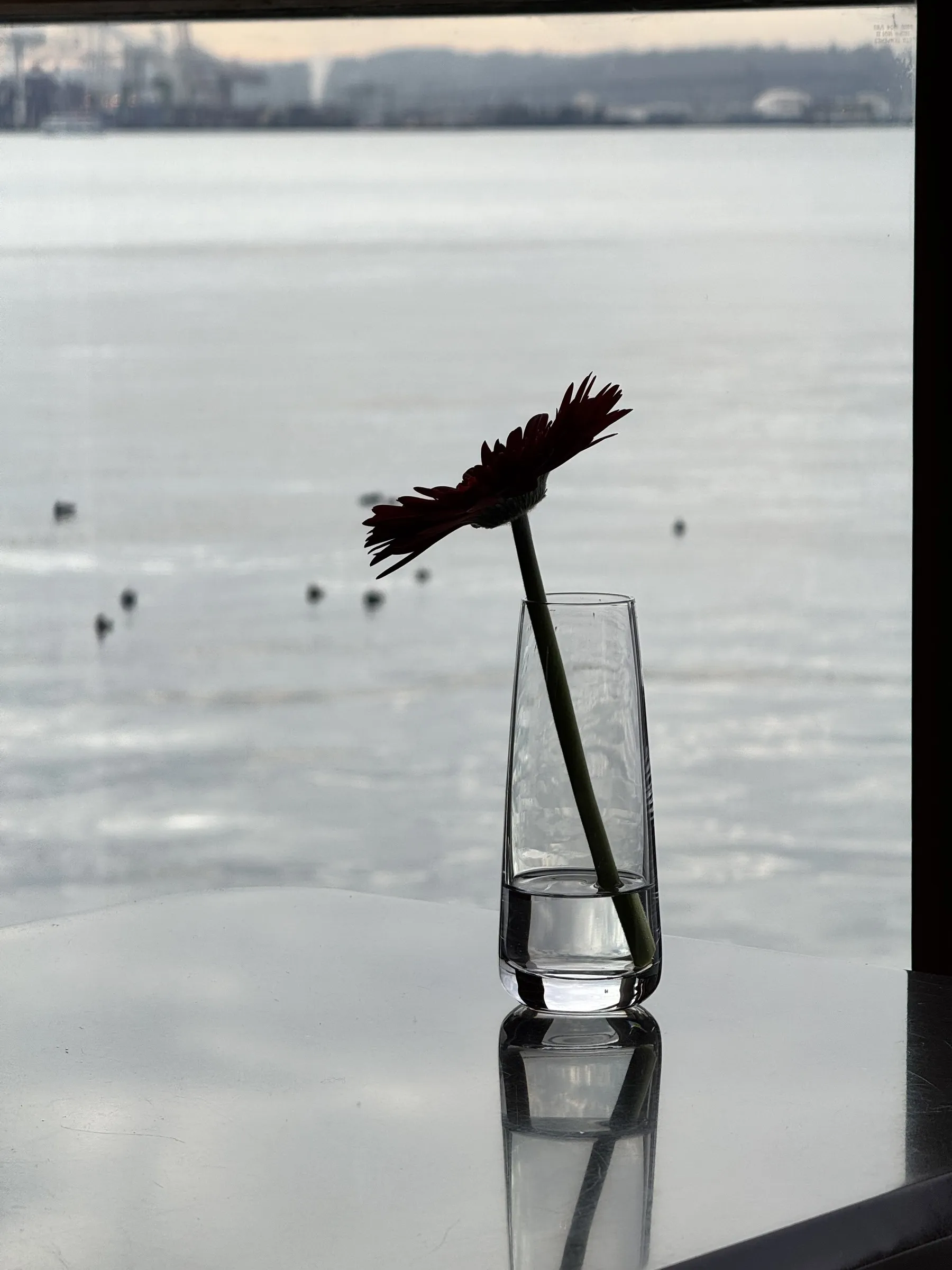 A single dried flower stem in a clear glass vase against a soft grey background.