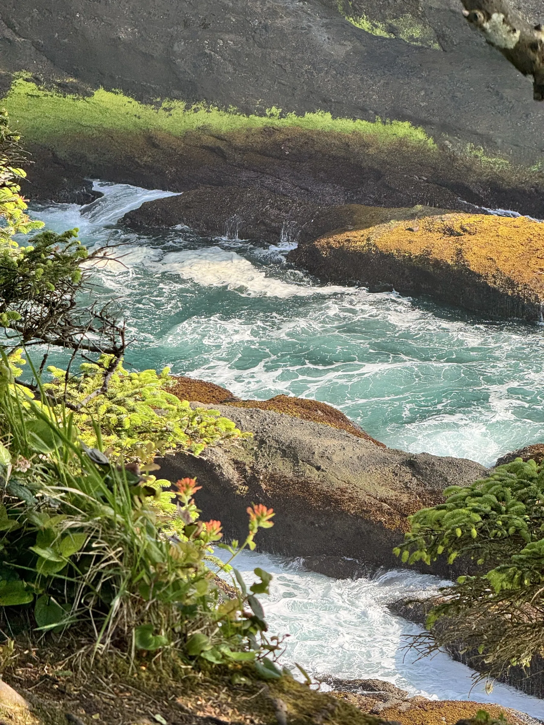 Yellow wildflowers growing beside turquoise water flowing between dark volcanic rocks.
