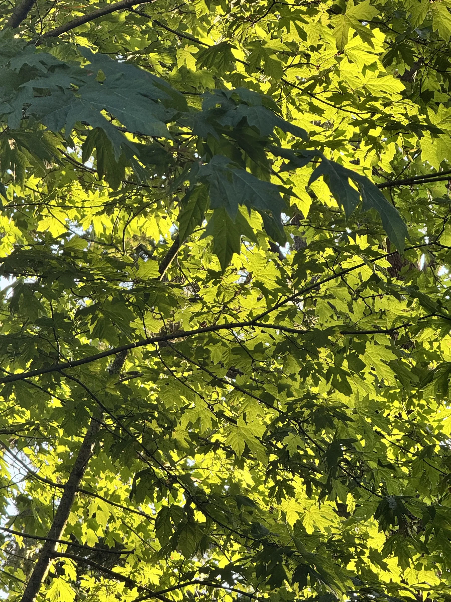 Sunlit green leaves of a tree canopy photographed from below against bright sky.