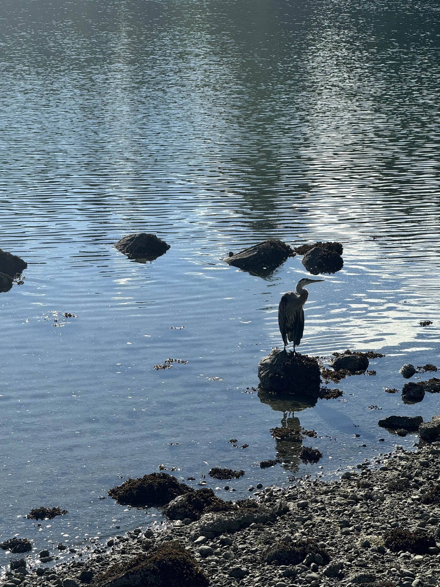A heron standing on a rock in shallow water with other rocks scattered around.