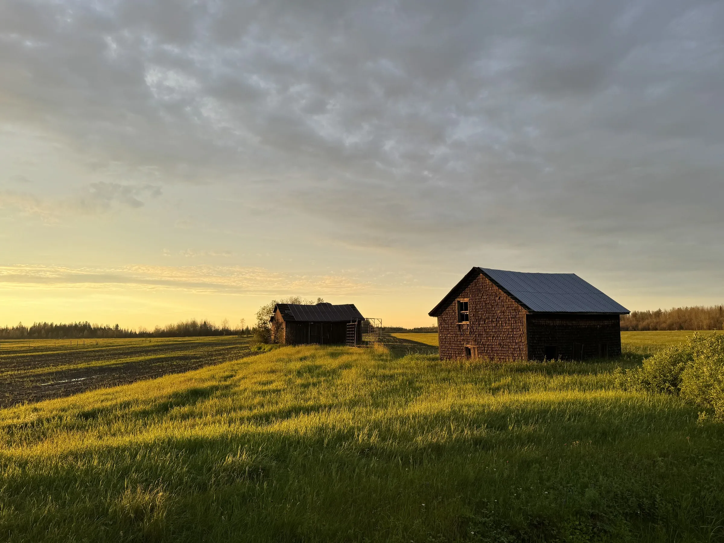 Two weathered barns in golden field under dramatic cloudy sky at sunset