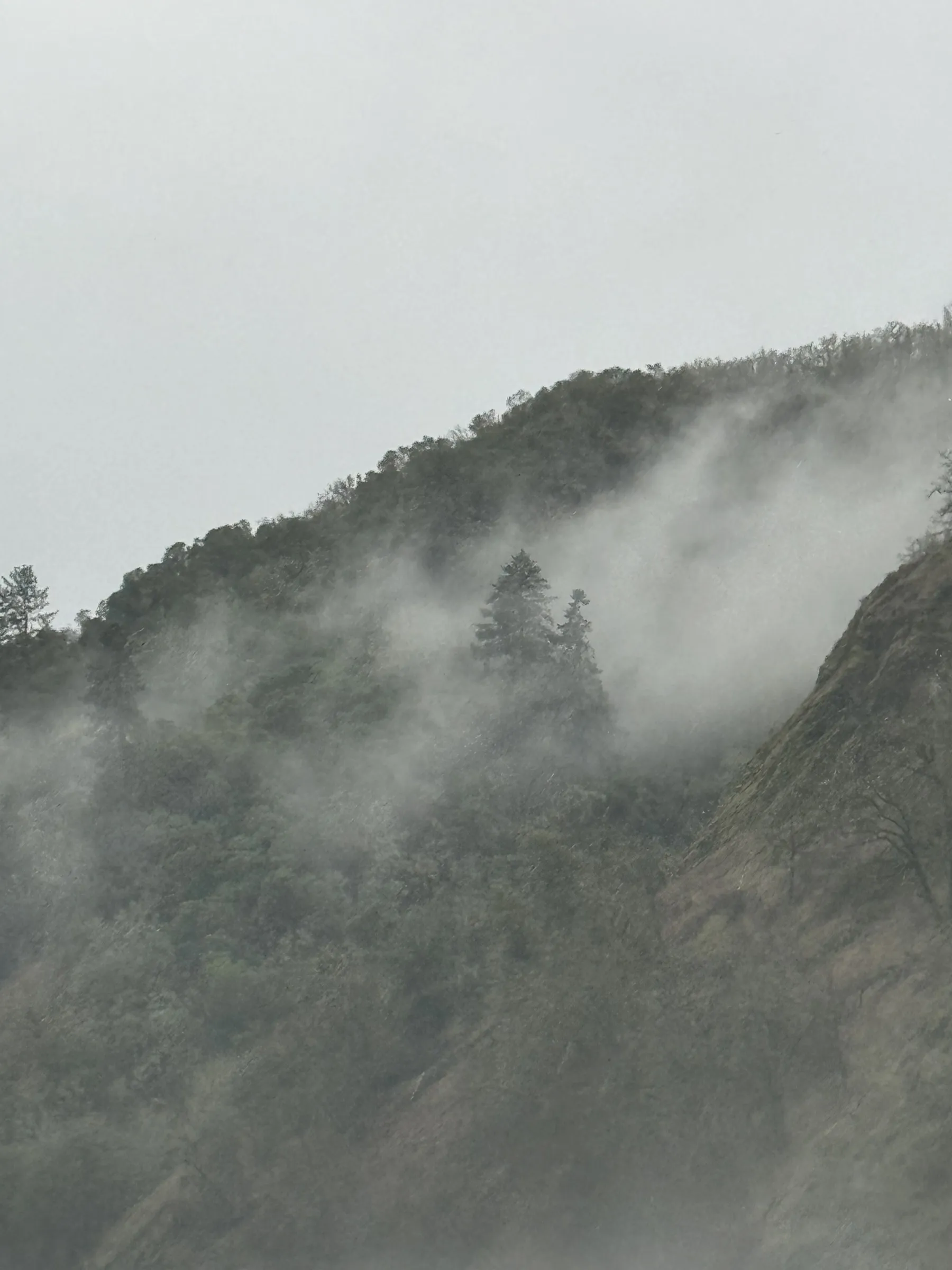 Misty mountain hillside with sparse trees and rock face in monochrome grey tones