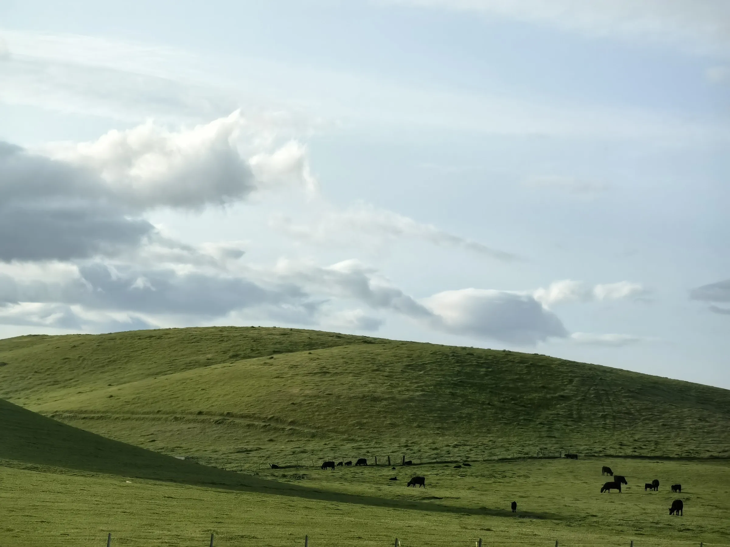 Green rolling hills with scattered cattle grazing under overcast cloudy sky