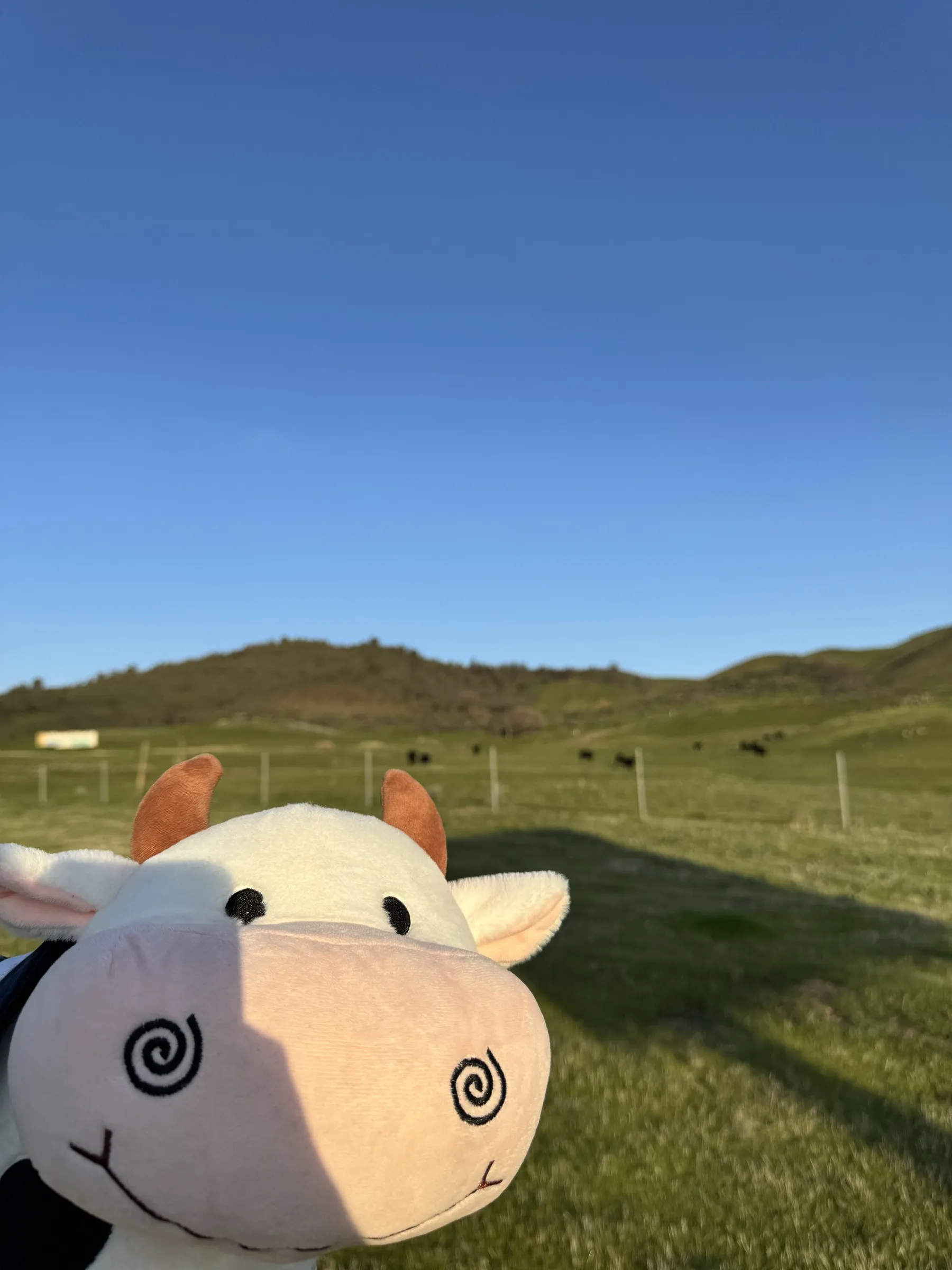 White plush cow toy held in foreground with green pastures, grazing cattle, and hills under blue sky in background.