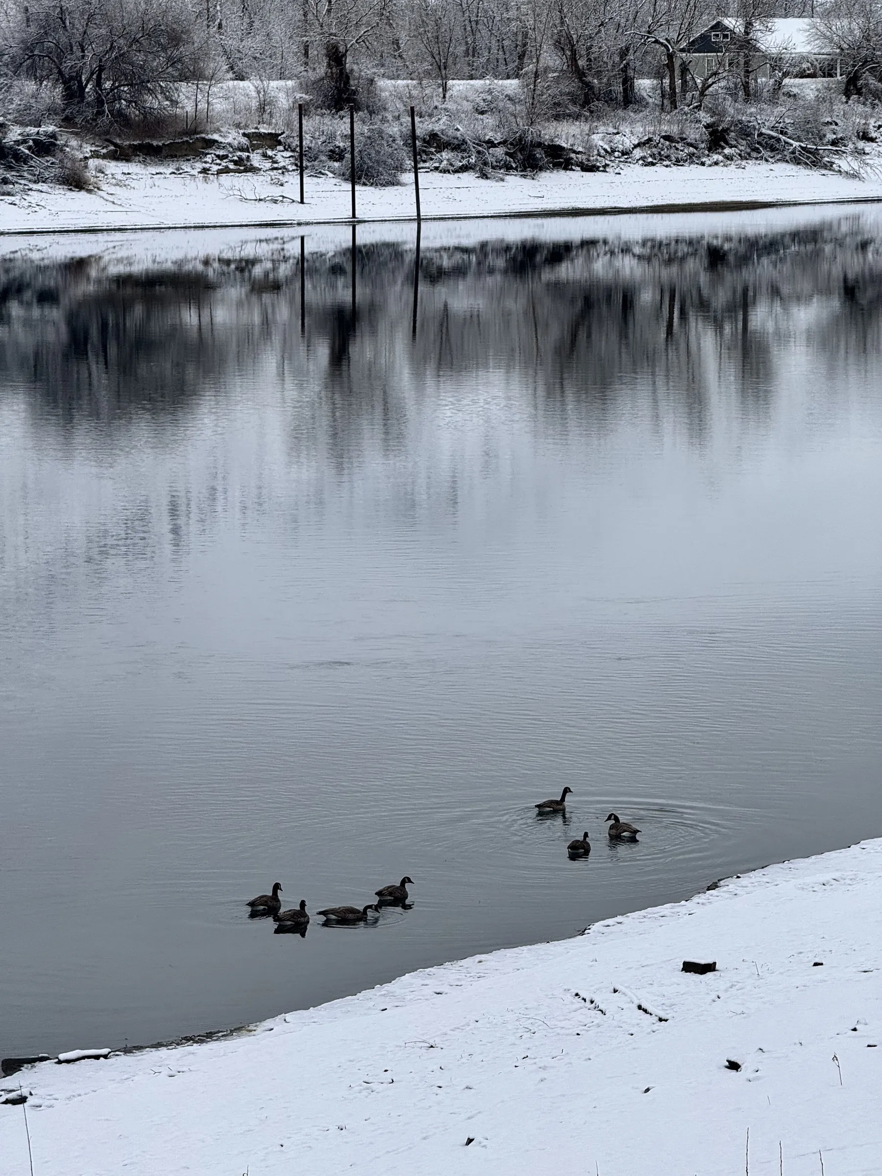 Seven ducks swimming on calm lake with snow-covered banks and bare trees reflected in water, barn visible in background.