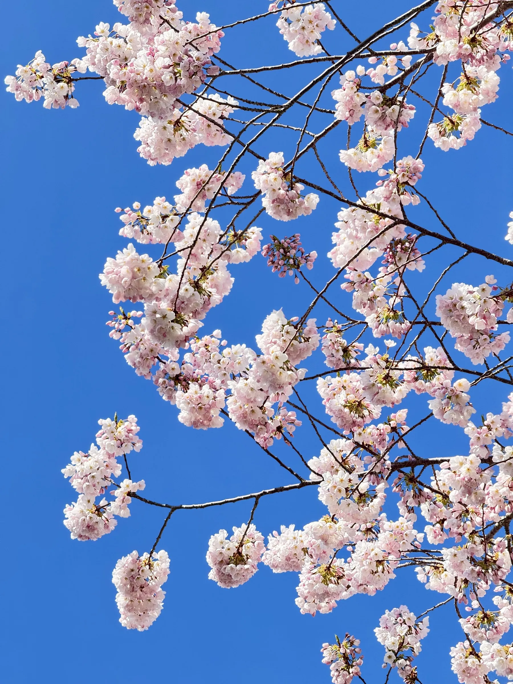 Cherry blossom branches with clusters of pale pink flowers against clear blue sky, viewed from below.